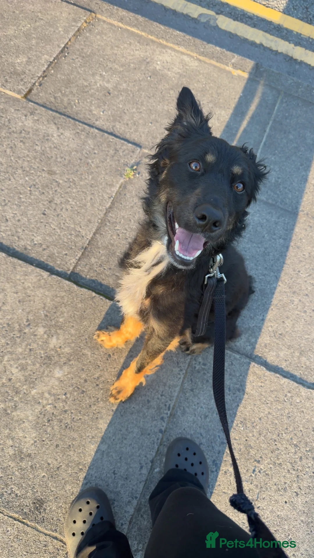 Border Collie dogs for sale: Border collie for sale  in Liverpool - Advert 2