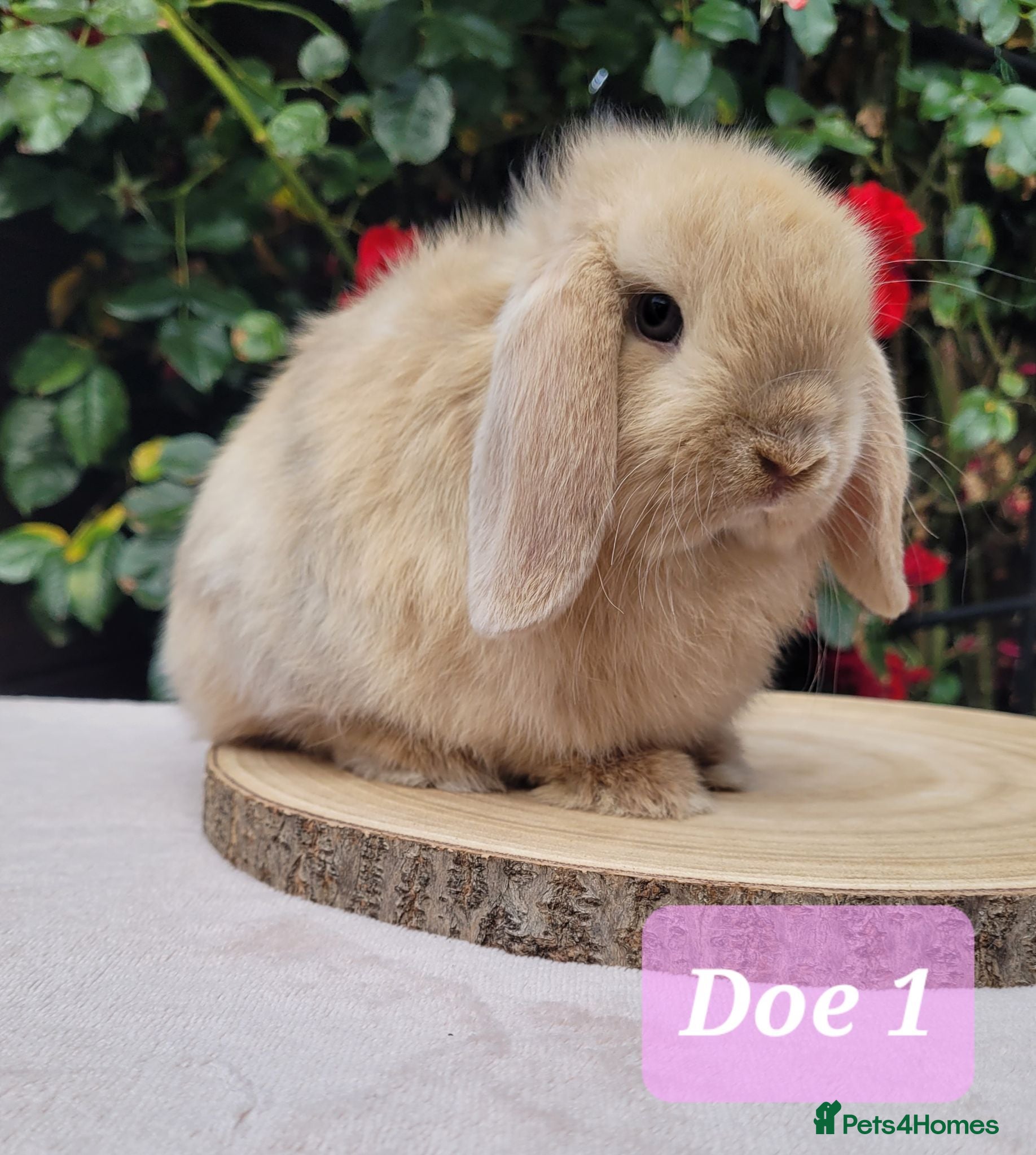 Mini Lop rabbits Beautiful pure bred mini lops - Advert 1