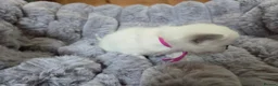 Ragdoll cats for sale: 4 Beautiful Ragdoll kittens, 2 Seal, 2 Lilac - Advert 27