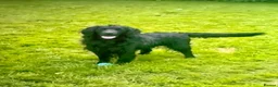 Mixed Breed dogs for sale: Beautiful Retriever puppies  in Peterhead - Advert 2