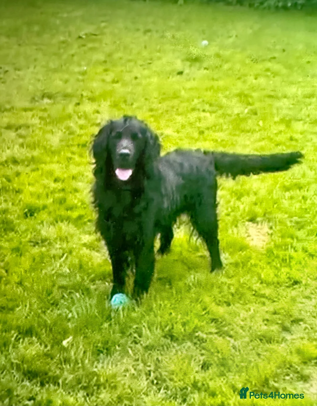 Mixed Breed dogs for sale: Beautiful Retriever puppies  in Peterhead - Advert 2