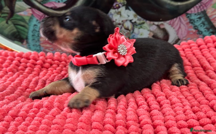 Chihuahua dogs - Advert 4