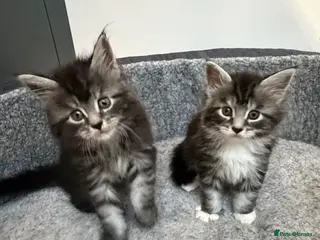 Maine Coon cats Maine Coon kittens - Advert 1