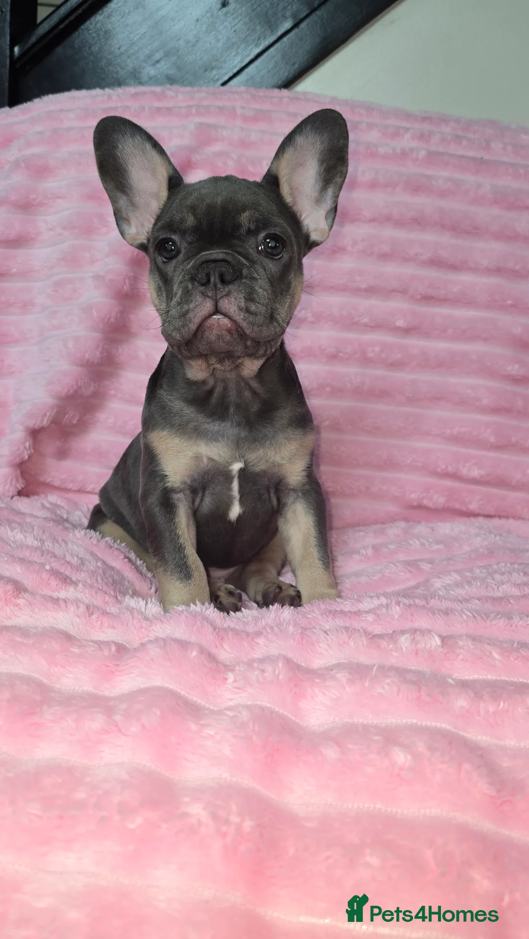 French Bulldog dogs for sale:  french bulldog puppies ( ready now )  - Advert 5