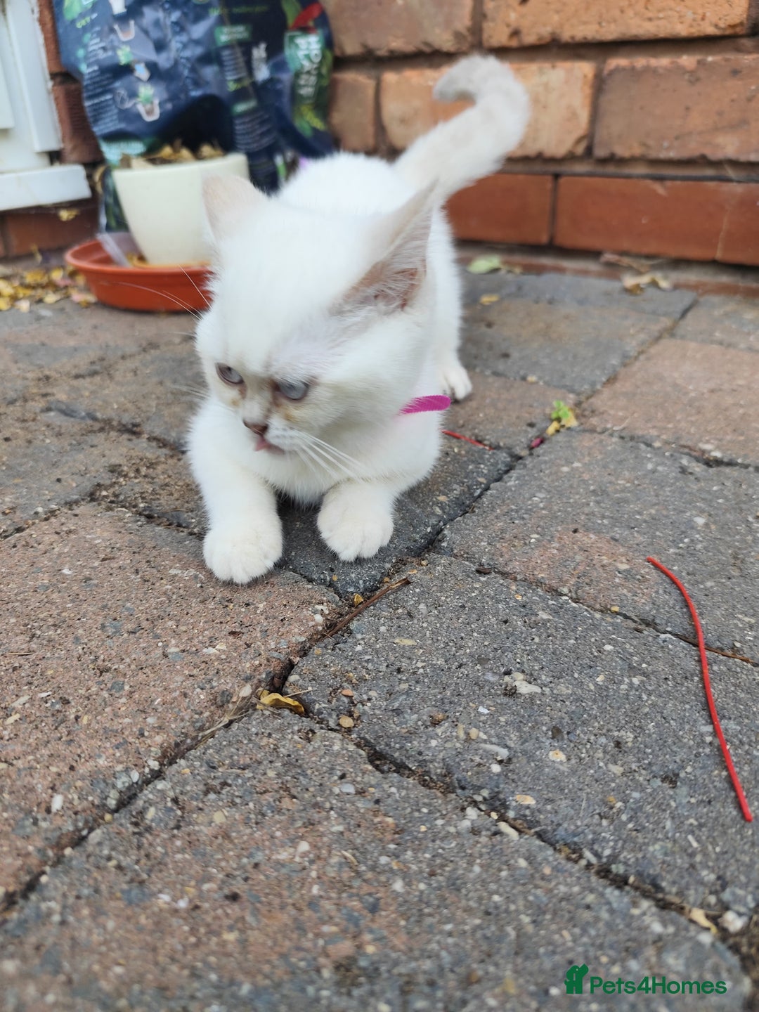 British Shorthair cats for sale: British short hair pure breed - Image 19