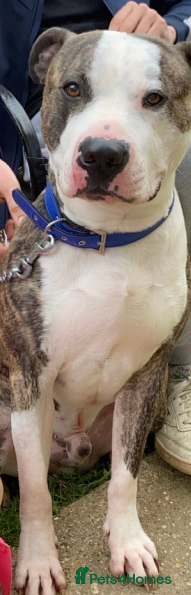 Mixed Breed dogs Rogue Male American bulldog/ staff - Advert 3