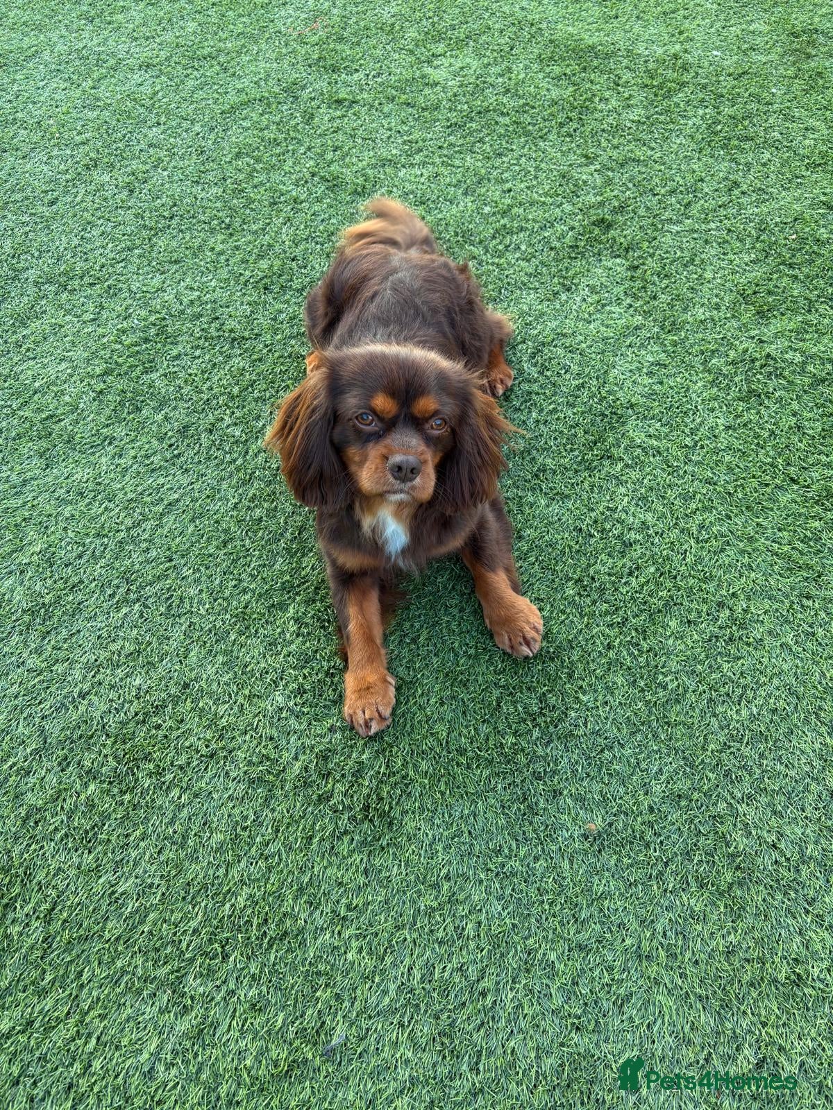 Cavalier King Charles Spaniel dogs Fully health tested Chocolate&Tan Cavalier  Stud - Advert 8