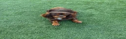 Cavalier King Charles Spaniel dogs for stud: Fully health tested Chocolate&Tan Cavalier  Stud - Advert 2