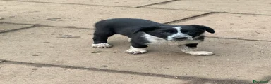 Border Collie Puppy 1