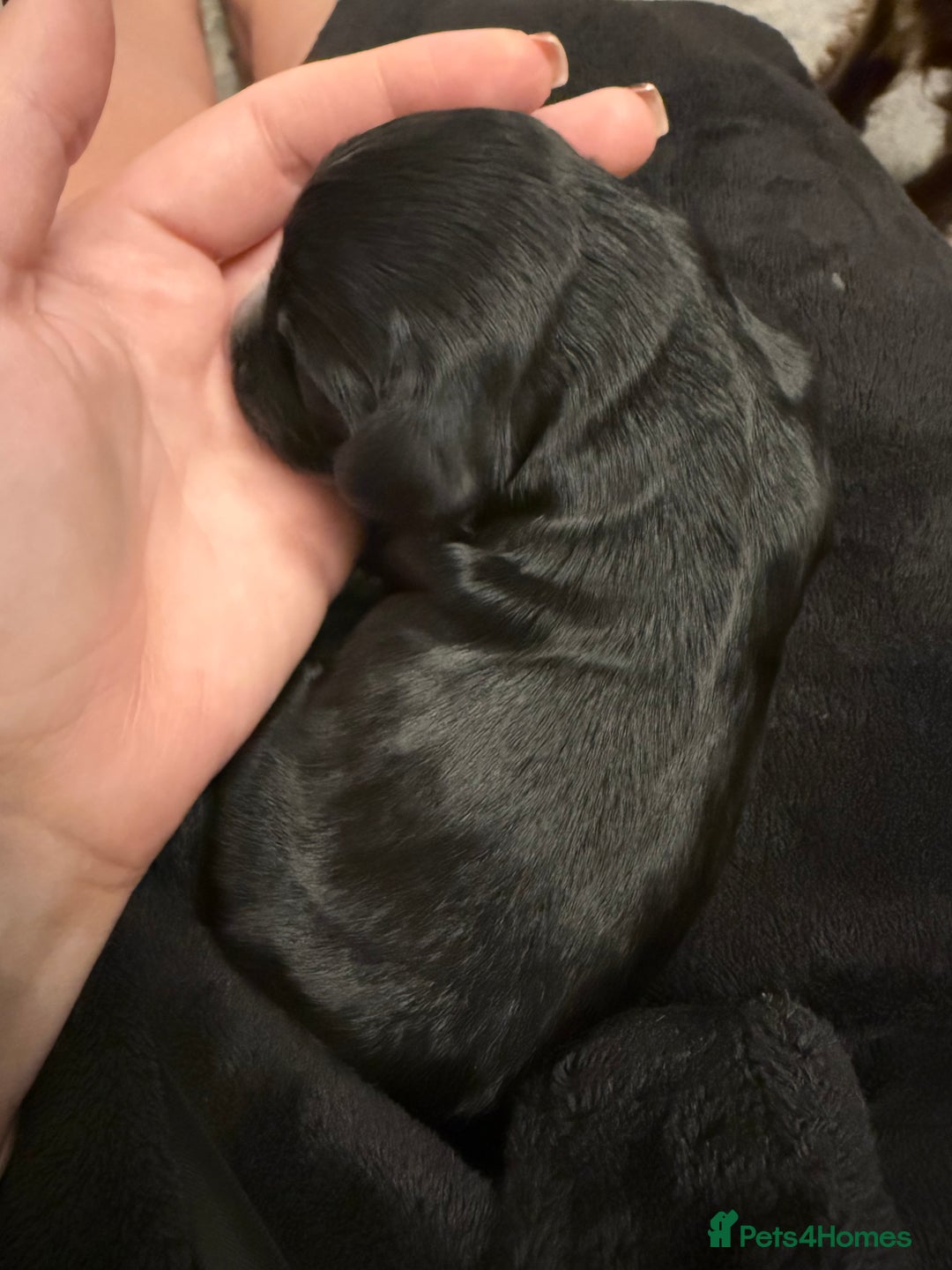 Cocker Spaniel dogs for sale: 7 cocker spaniel puppies for sale  - Advert 13