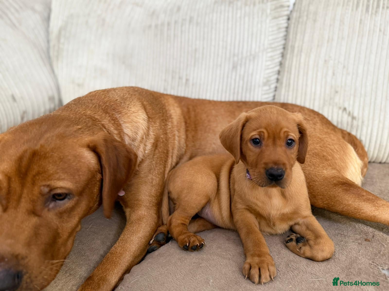 Labrador Retriever dogs Labrador puppies from a loving family home. - Advert 2
