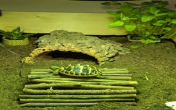 Tortoise reptiles for sale: Herman tortoise & enclosure - Image 4