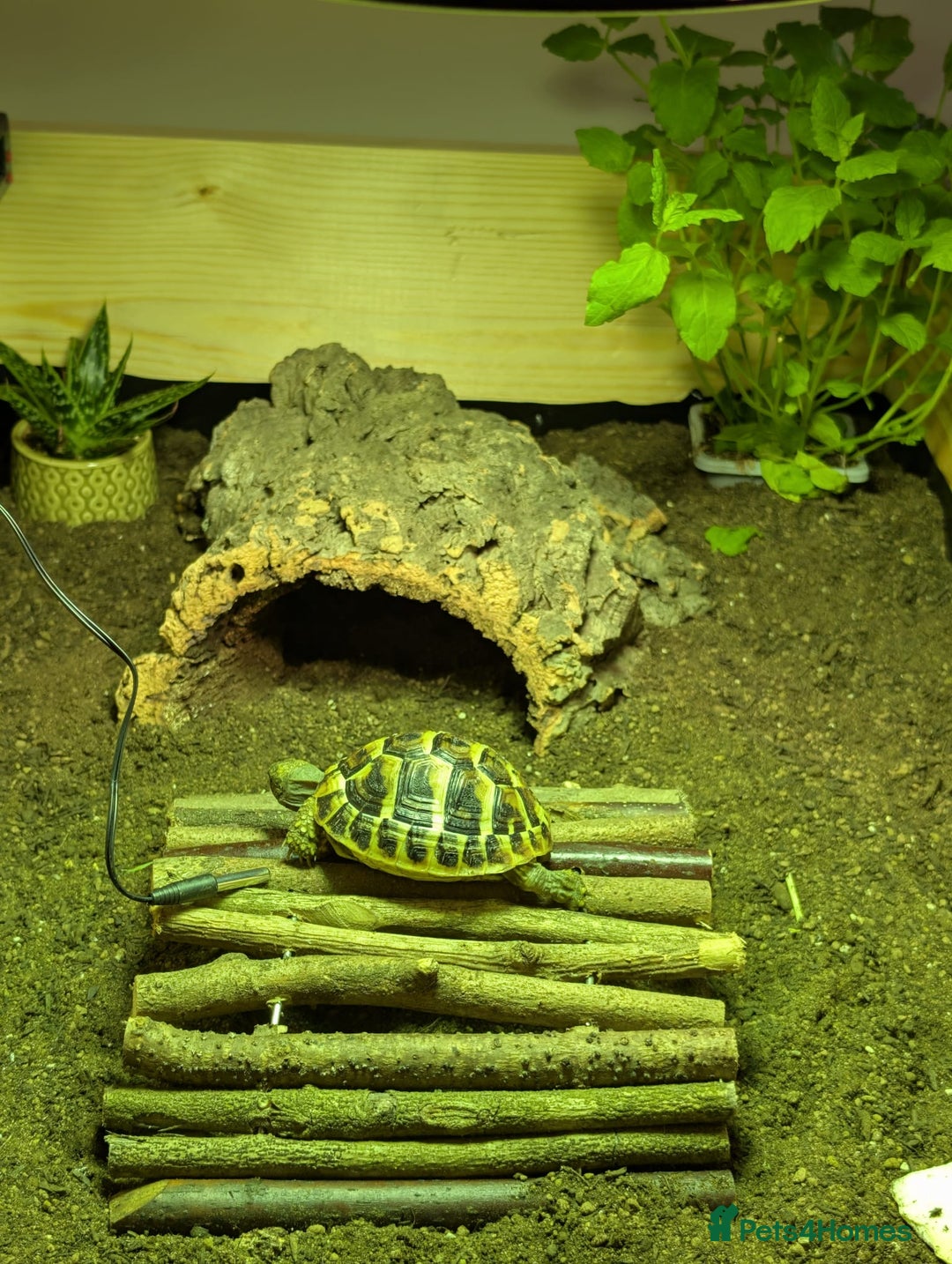 Tortoise reptiles for sale: Herman tortoise & enclosure - Image 4