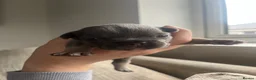 French Bulldog dogs for sale: French Bulldog Puppies Pedigree Stunning Colours⭐️ - Advert 2