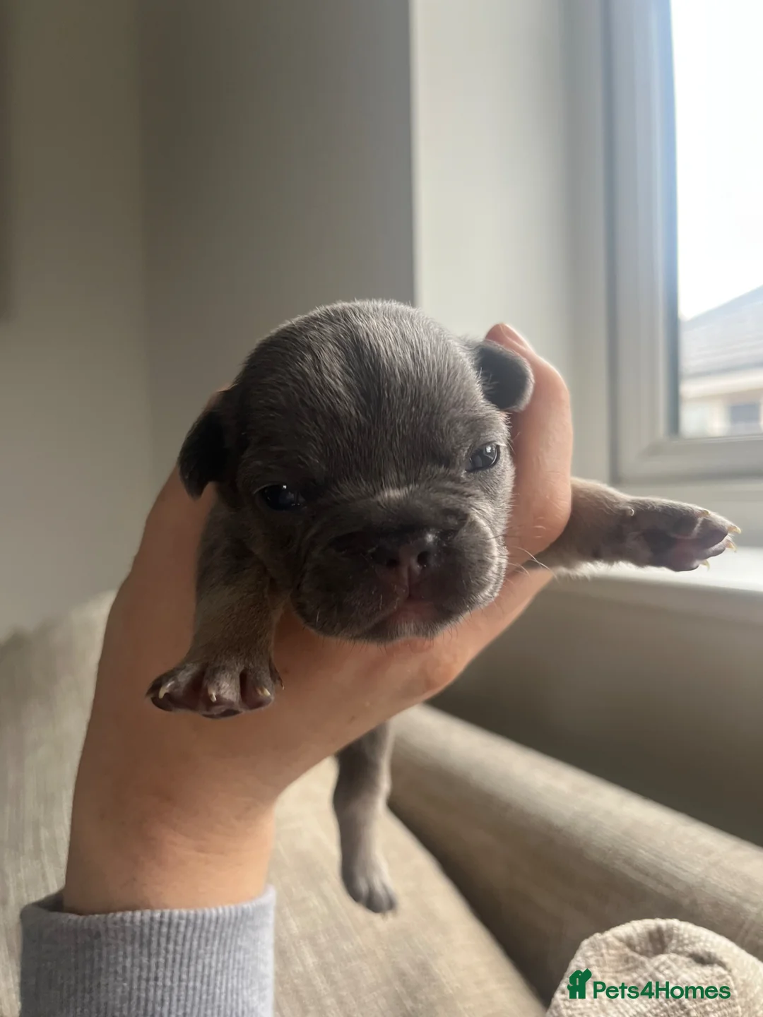 French Bulldog dogs for sale: French Bulldog Puppies Pedigree Stunning Colours⭐️ - Advert 2