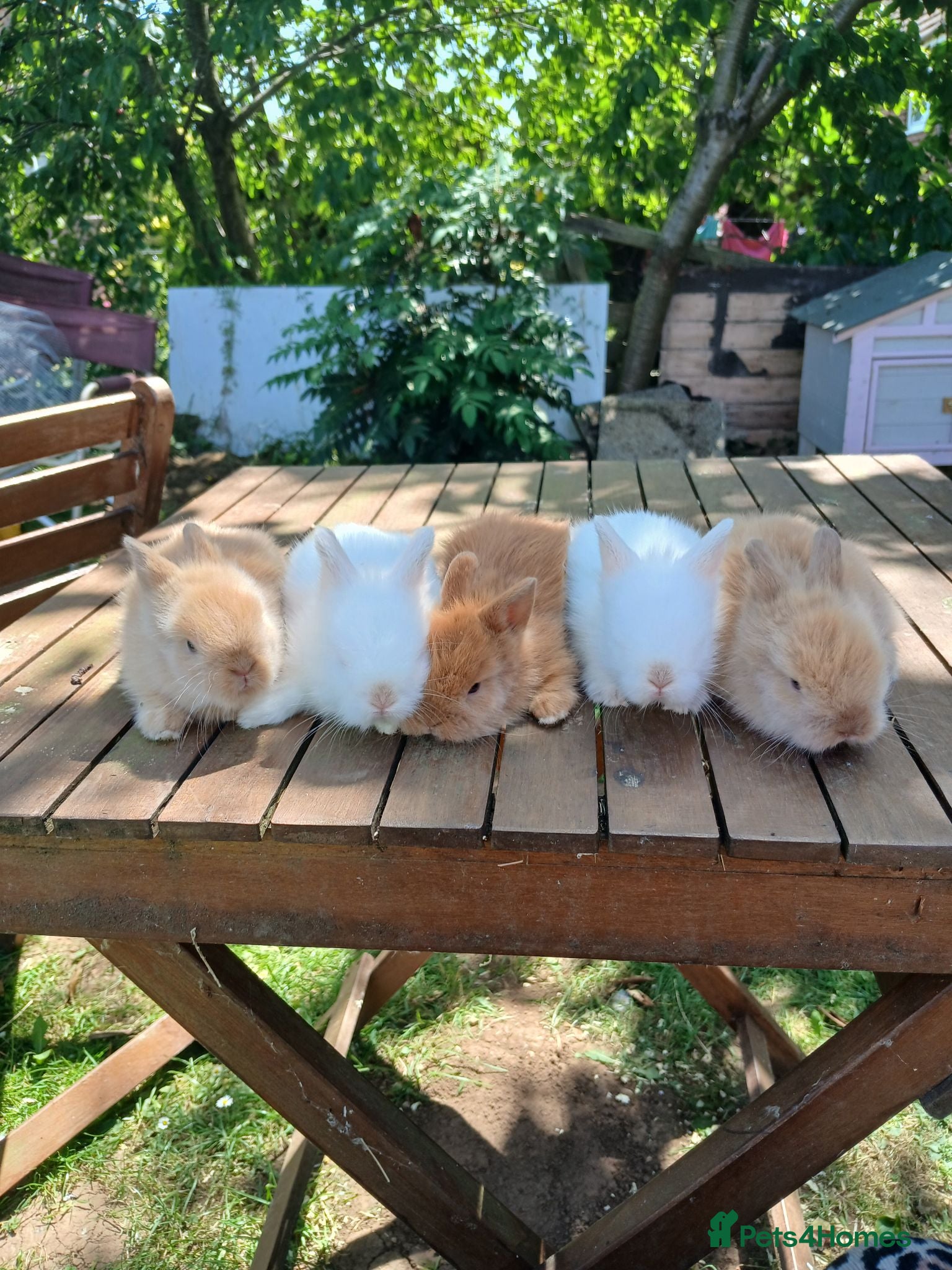 Lionhead rabbits Beautiful babies  - Advert 17