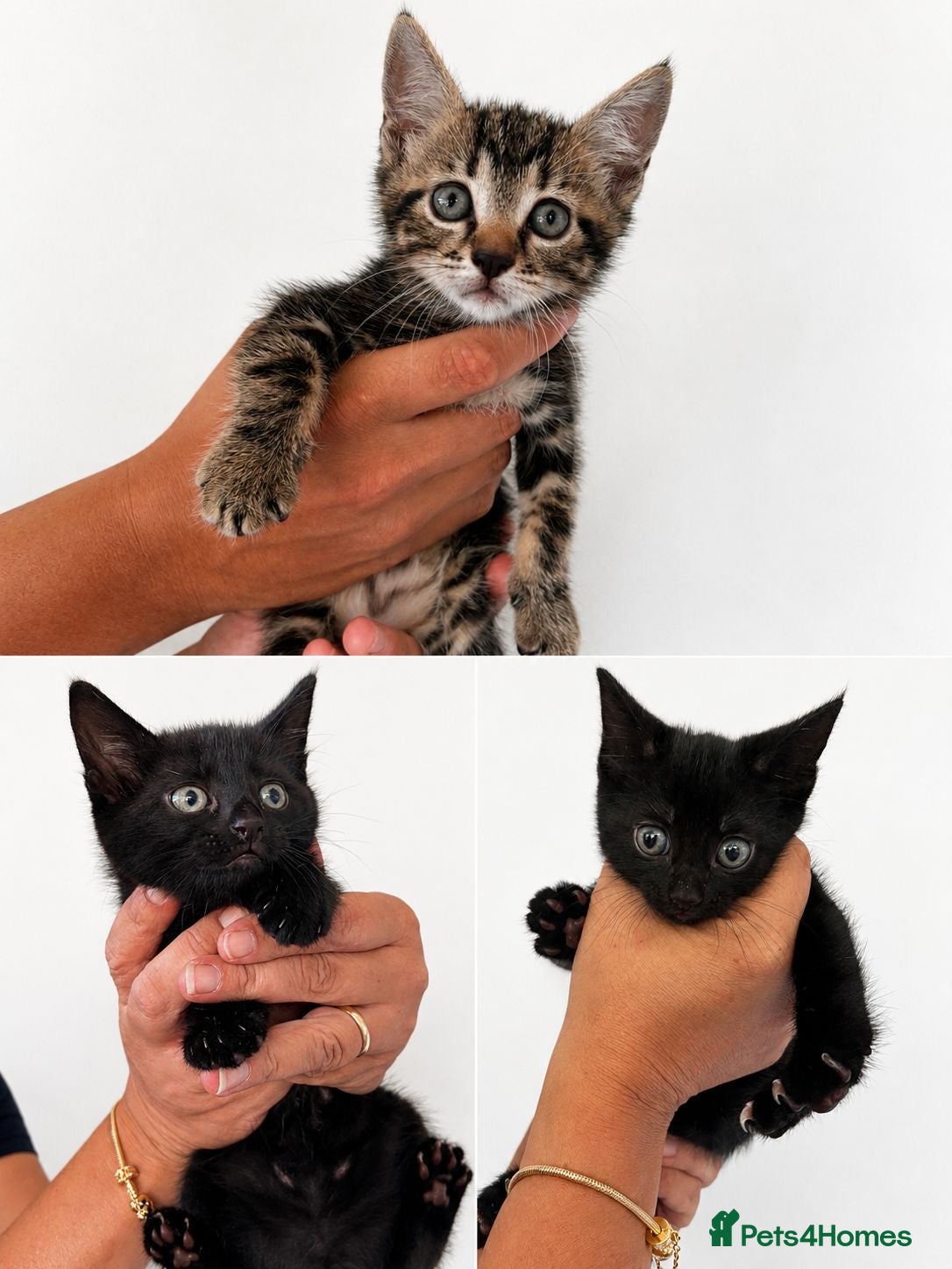 Mixed Breed cats 3 Kittens for sale - Advert 4