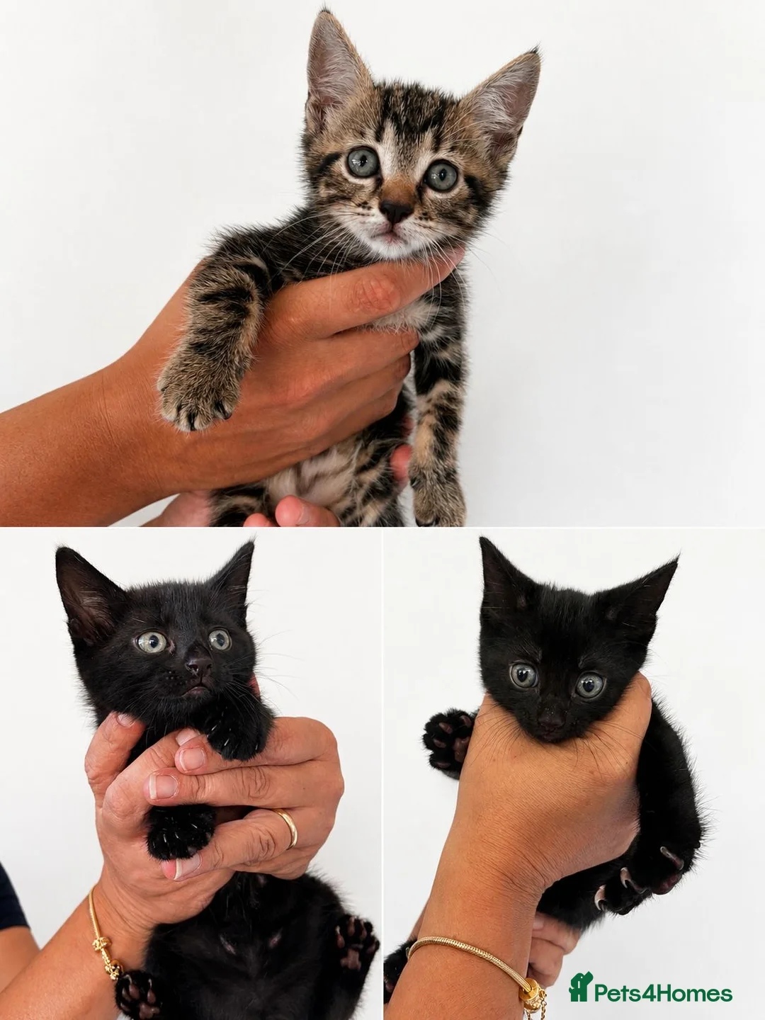 Mixed Breed cats for sale: 3 Kittens for sale in Eastbourne - Advert 1