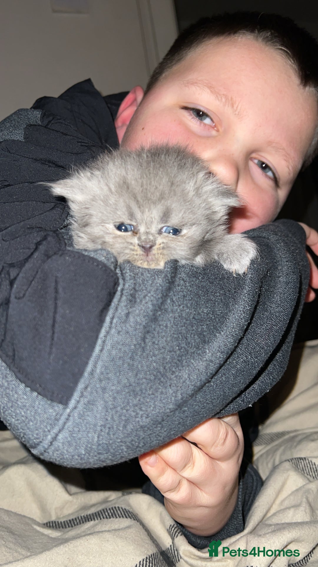 Persian cats for sale: 3 Persian kittens  - Advert 9