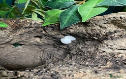 Gecko reptiles for sale: Tokay gecko  - Image 4