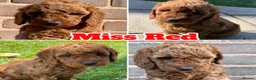 Cockapoo dogs for sale: Cockapoo puppies  - Advert 9
