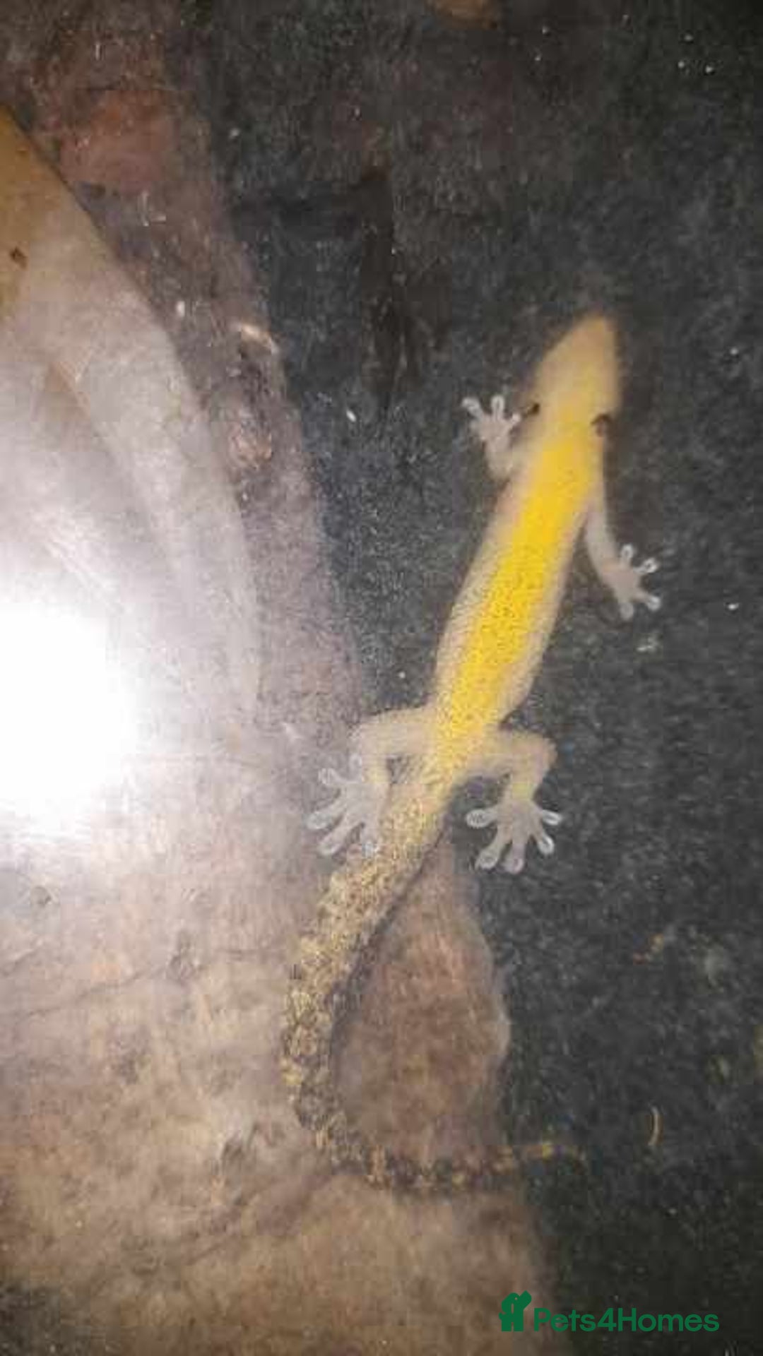 Gecko reptiles for sale: Mourning Gecko hatchlings. - Image 18