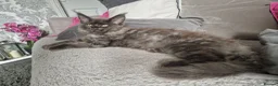 Maine Coon cats for sale: Polydactal male tica registered  - Advert 4