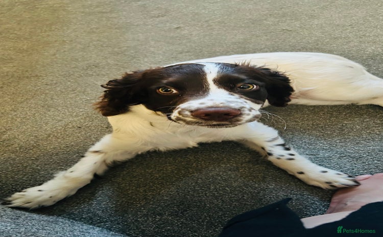 English Springer Spaniel dogs - Advert 13