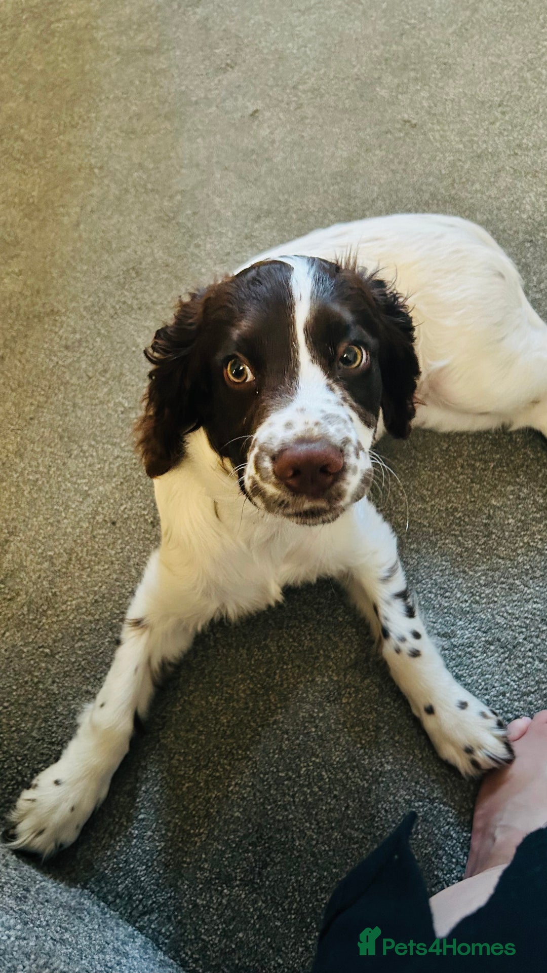 English Springer Spaniel dogs for sale: Adorable male Springer Spaniel - Image 1