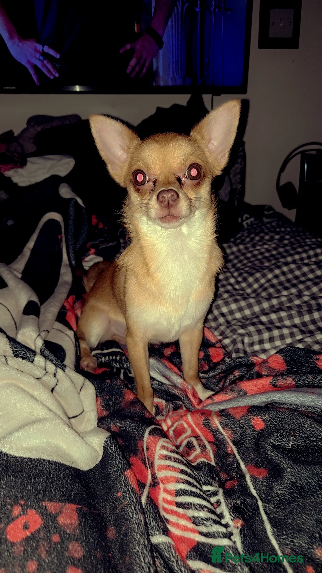 Chihuahua dogs for sale: 2 year old chihuahua looking for forever home  - Advert 6