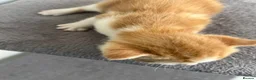 British Shorthair cats for sale: Kittens in Manchester - Advert 16