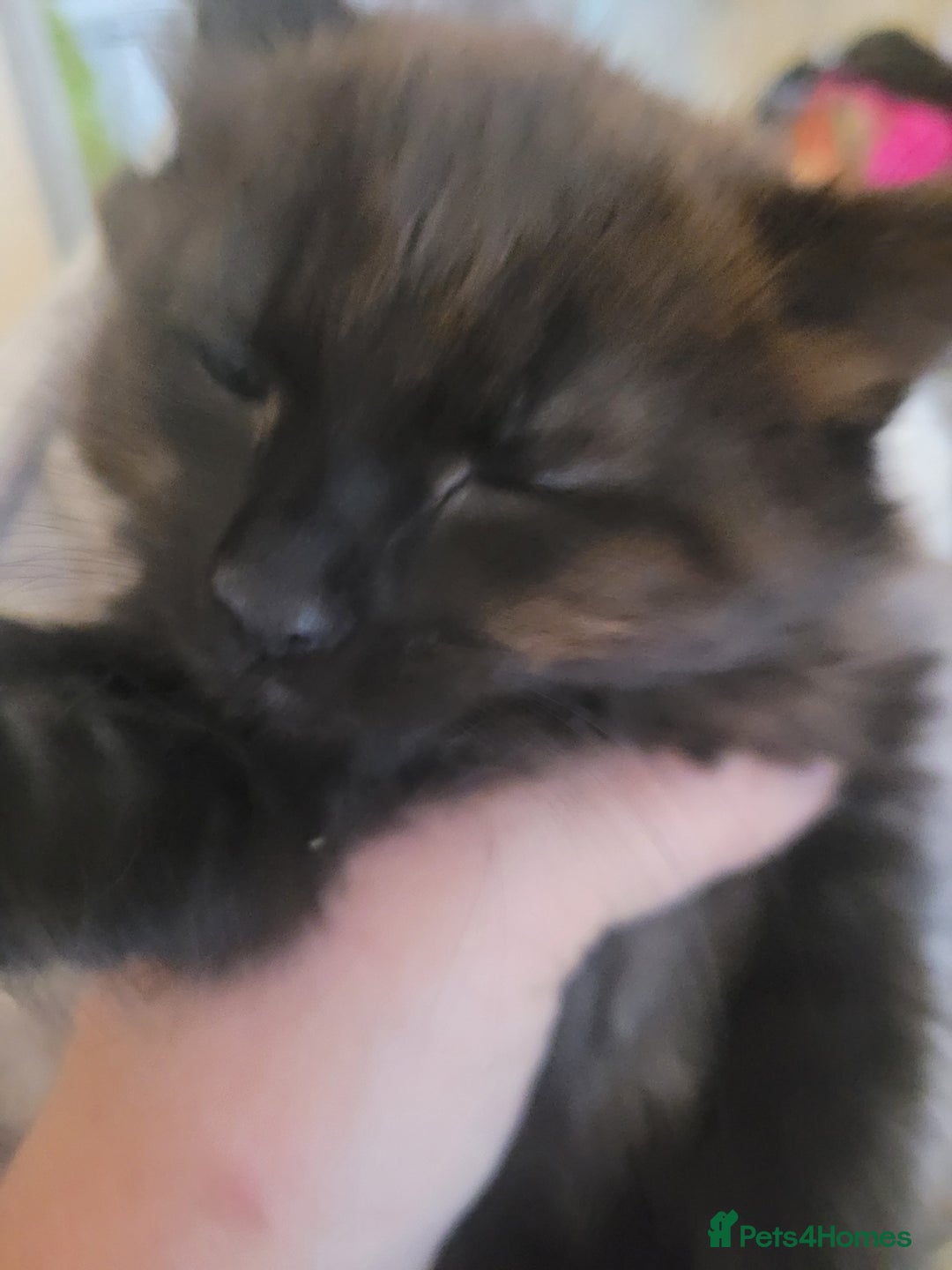 Ragdoll cats for sale: 1/2 Ragdoll 1/2 british Blue MIx Kittens - Image 13
