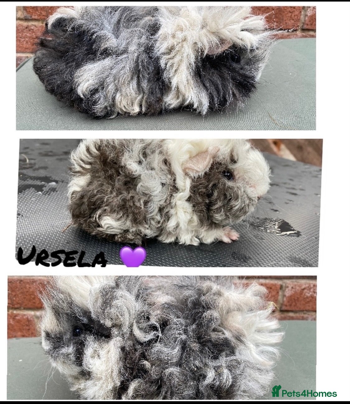 Guinea Pig rodents Pedigree Lunkarya/Blue/ Dalmation Guinea pigs  - Advert 2