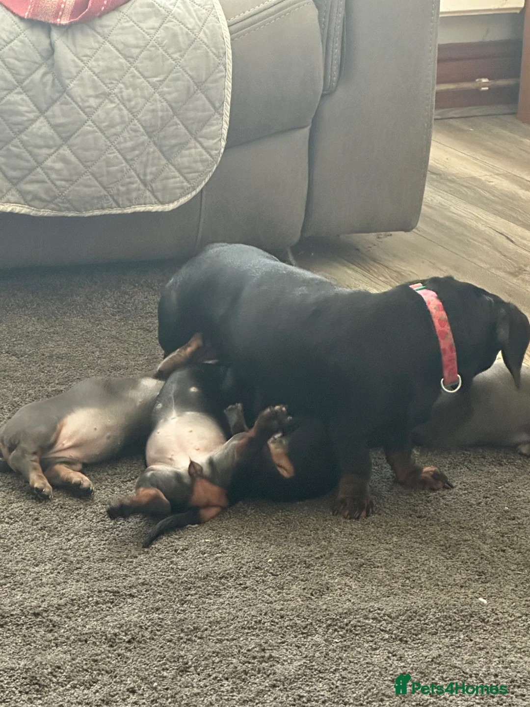 Miniature Dachshund dogs for sale: 2 gorgeous little girls left sliver and a blue  - Advert 6