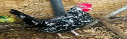 Chickens poultry for sale: Beautiful Point of Lay Chickens & more ‼️READY NOW - Advert 8