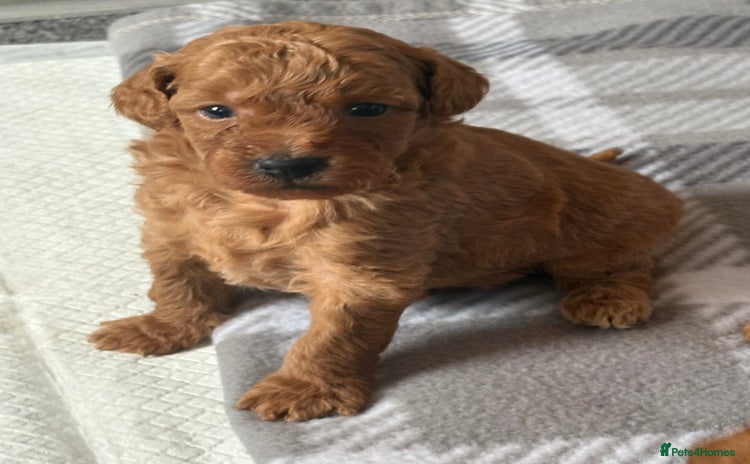 Jackapoo dogs - Advert 14