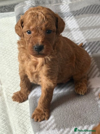 Jackapoo dogs - Advert 14