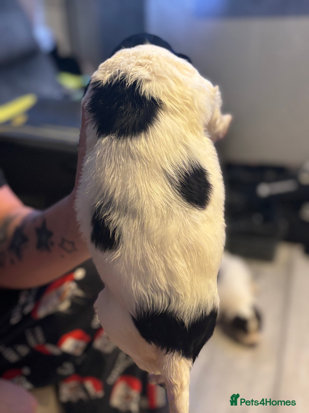 English Springer Spaniel dogs for sale: English Springer Spaniel Puppies  - Advert 18