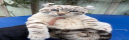Savannah cats for sale: Superb snow leopard male  - Advert 23