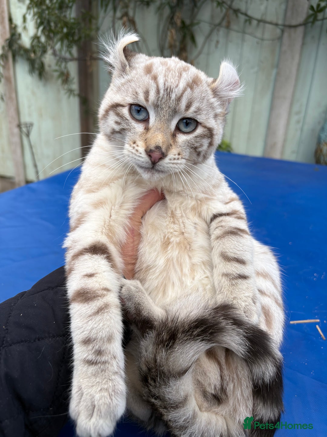 Savannah cats for sale: Superb snow leopard male  - Advert 23