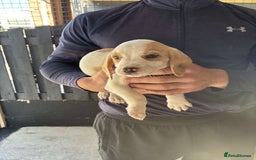 Beagle dogs for sale: 7 wonderful cocker spaniel x beagle❤️🏡 - Image 7