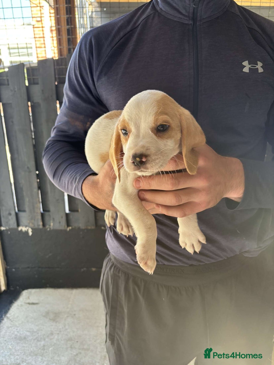 Beagle dogs for sale: 7 wonderful cocker spaniel x beagle❤️🏡 - Image 7