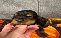 Cocker Spaniel dogs for sale: Beautiful Kc reg show cocker spaniels  - Image 12
