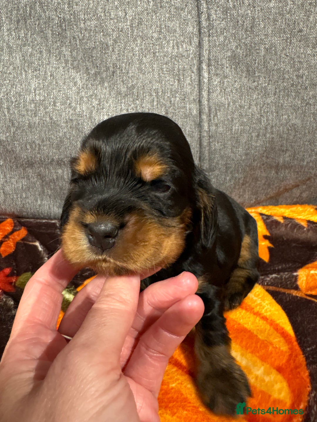 Cocker Spaniel dogs for sale: Beautiful Kc reg show cocker spaniels  - Image 12