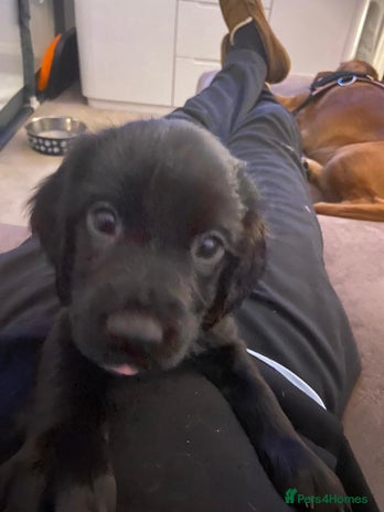 Sprocker dogs - Advert 4