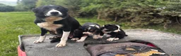 Border Collie dogs for sale: Beautiful Collie Puppies in Llandovery - Advert 4