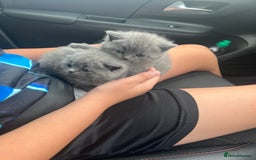 British Shorthair cats for sale: 2 beautiful girl left  - Image 1