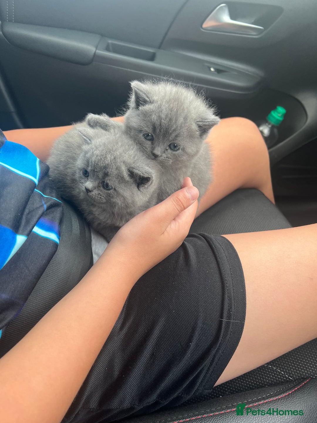 British Shorthair cats for sale: 2 beautiful girl left  - Image 1