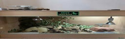 Leopard Gecko reptiles for sale: Leopard Gecko + FULL SETUP - Advert 2