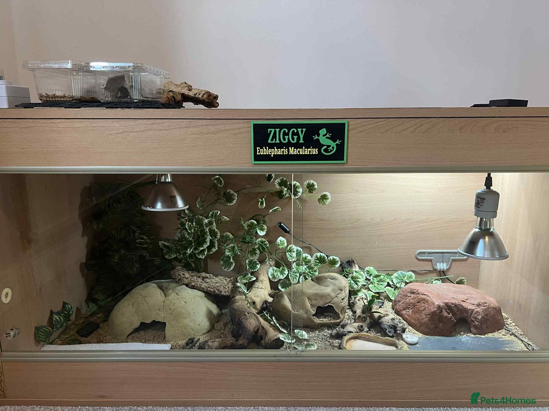 Leopard Gecko reptiles for sale: Leopard Gecko + FULL SETUP - Advert 2